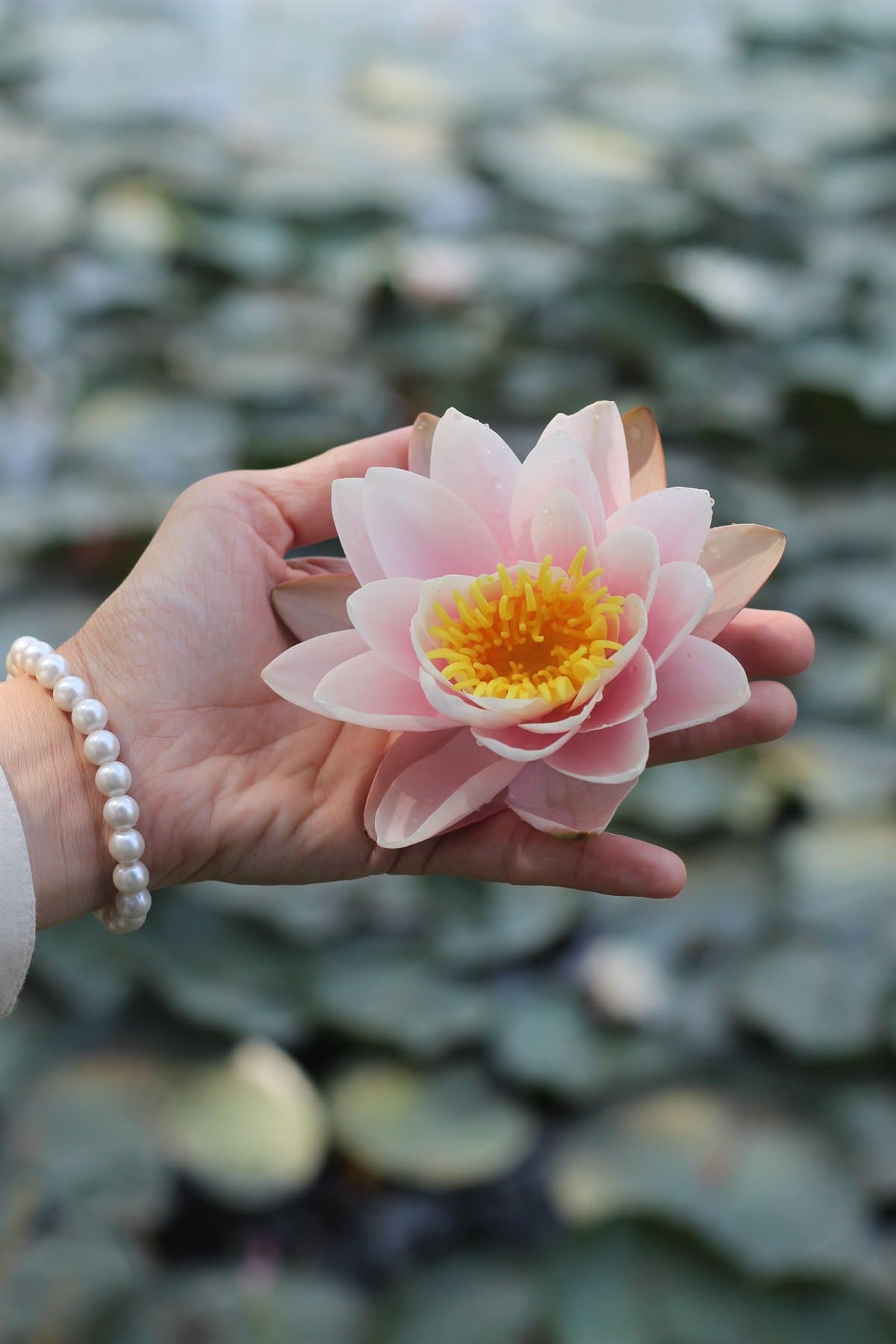 A hand holding a pink water lily